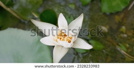 Pictures of beautiful  flowers in Thailand