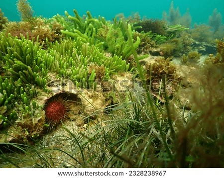 Sea urchins hide under a rocky outcrop
