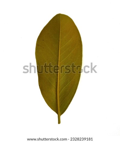 Lower magnolia leaf isolated on white background magnolia brown leaf