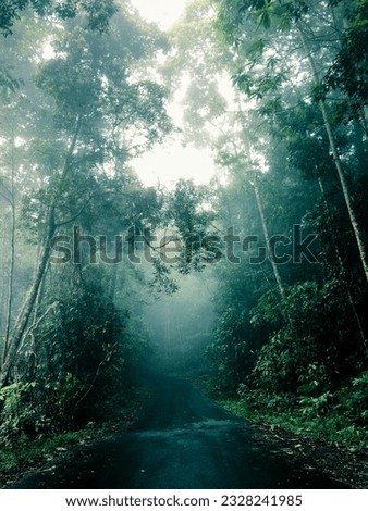 Rain Forest Photos Stunning Rainforest Pictures sri lanka ceylo photography

