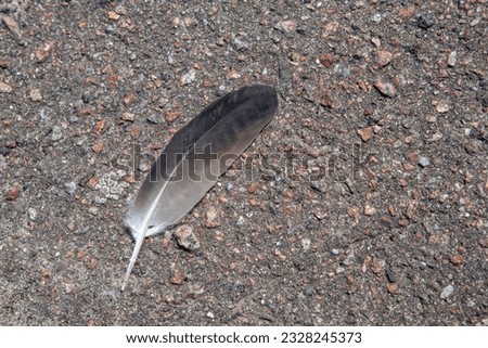 Dove feather on the ground. Gray pigeon feather. The gray feather lies on the asphalt