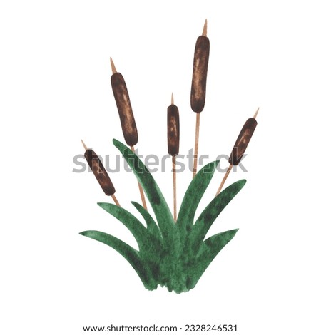 Watercolor illustration. Hand painted brown bulrush with green leaves. Swamp plant. Marsh bush. Pond shrub. Wild nature on lakes, rivers. Floral element. Isolated clip art for prints, banners