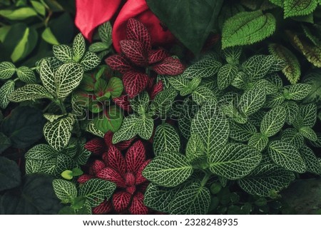 Fittonia variegated foliage abstract pattern. Various green foliate tropical texture. Multicolored variety Fitonia leaves with white vein natural background. Colorful Nerve plants in rainforest Royalty-Free Stock Photo #2328248935