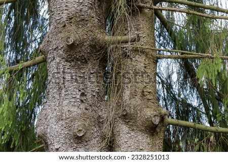 Fragment of the trunks of two old fir trees accreted together, view in overcast day 
 Royalty-Free Stock Photo #2328251013