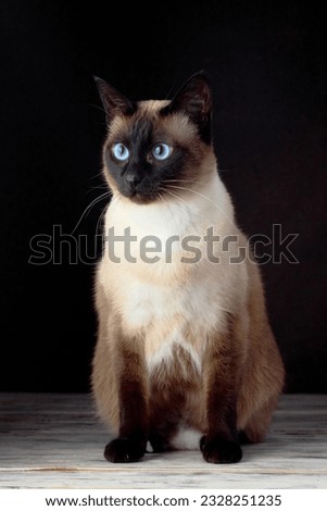 Portrait of seal-point mekong bobtail (siamese) cat sitting on white wooden table against dark background