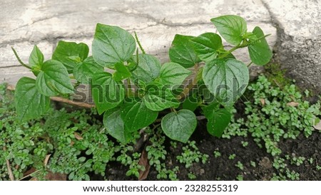 Chinese betel plant which has many benefits