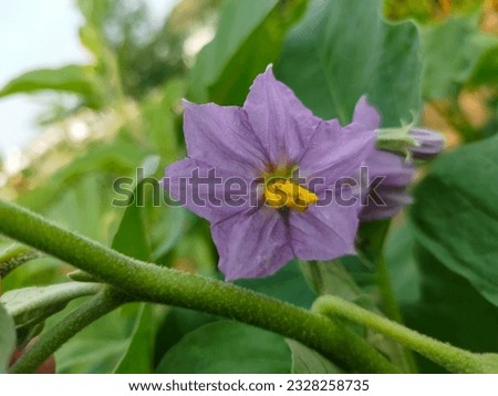 bright purple eggplant flowers green leaf