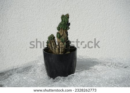 Cereus peruvianus var. monstrosus in a flower pot in July. Cereus repandus, syn. Cereus peruvianus, giant club cactus, is a large, erect, thorny columnar cactus. Berlin, Germany