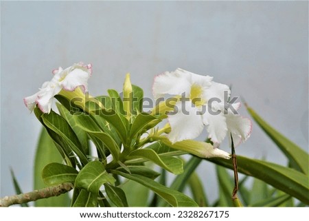the pic of white flower
