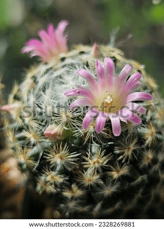 cactus cactus, cactus flower, cactus tree