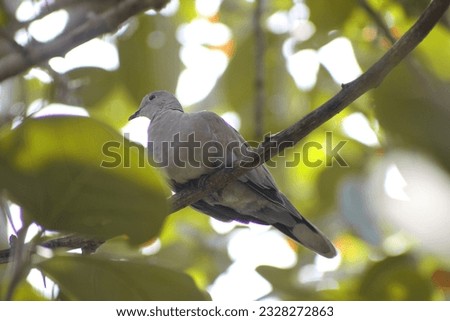 A Picture Of A Dove Sitting On A Tree