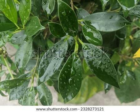 natural green leaves in Indonesia