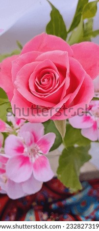 beautiful, delicate, small bouquet of flowers, pink rose and white-pink geranium, shot from above, beautiful background, picture, macro photography