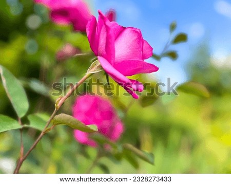 A pink rose bloom wallpaper 
