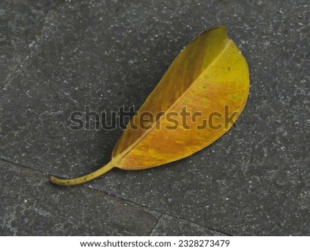 A dry bronzed leaf pictured on a tile from the top in the afternoon.         
