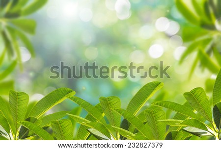 branch with fresh green leaves and sunlight background and green bokeh.