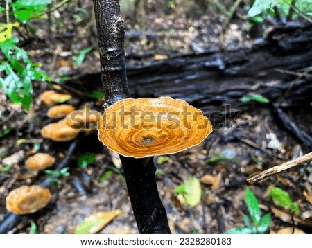 Wild mushrooms found in fertile forests.