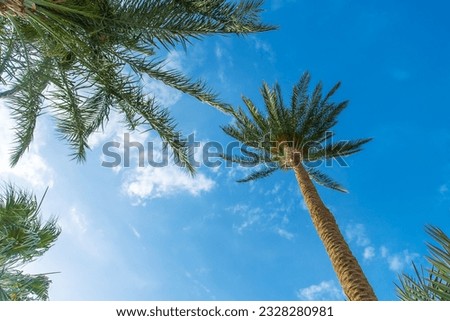 Palm trees leaves on a background of the sky. Selective focus. nature.