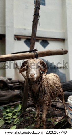 The White Sheep Waiting for The Turn of Qurban when The Idol Adha Royalty-Free Stock Photo #2328287749