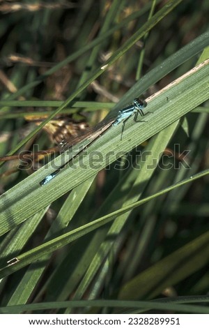 Damselfly waiting patiently for a mate in the pond reeds