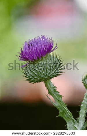 A purple blooming cotton thistle flower at our local community garden.