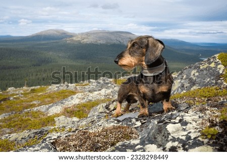 a wire-haired dachshund poses on the hiking trail at Lommoltunturi near Muonio, Finland. The beautiful Pallastunturi can be seen in the background of the picture