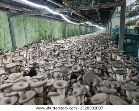 This picture shows a cold room greenhouse where oyster mushrooms are grown in glass bottles. The glass bottles are filled with sawdust and mushroom spawn and sealed with cotton plugs