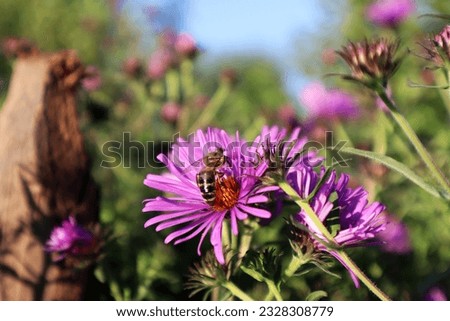 The Carniolan honey bee is perched on the flower of the European Michaelmas daisy (Aster amellus). Royalty-Free Stock Photo #2328308779