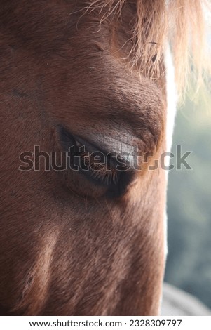 horse in the isolated background