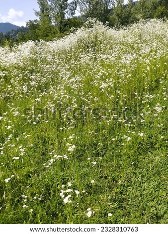 beautiful summer flowers with green grass background in the garden.