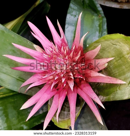 Pink Tropical Bromeliad in flower 