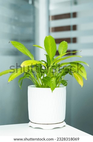 Peace Lilly A potted plant isolated on white