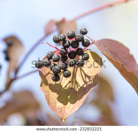 black berries on a bush in nature