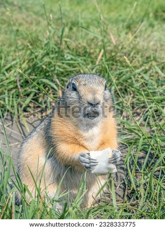 A prairie dog holding a piece of cabbage in its front paws on a lawn overgrown with thick grass.