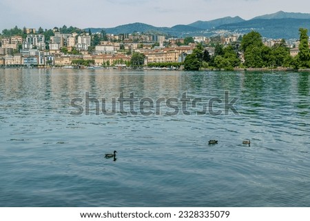 Mallards on Lake Lugano, Switzerland, in the Ciani park, with the city skyline in the background Royalty-Free Stock Photo #2328335079