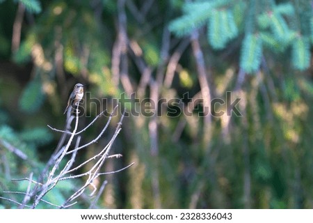 Red hummingbird flying perched on branch bird