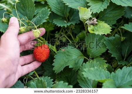 green bush with red strawberries in hand