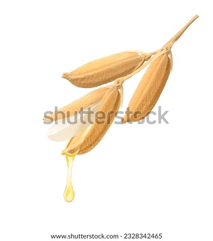 Rice bran oil dripping from rice seed isoalted on white background. Royalty-Free Stock Photo #2328342465