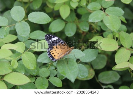 butterfly on green leave plant in yokohama japan