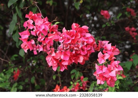Close up image bunch of red bougainvillea flowers under shining sunlight