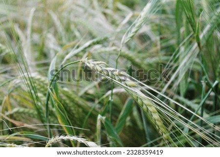 crop growing rye wheat grain seed head 