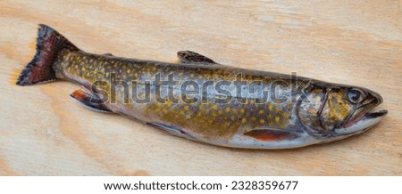 Freshly caught colorful brook trout that was landed in Maine Royalty-Free Stock Photo #2328359677