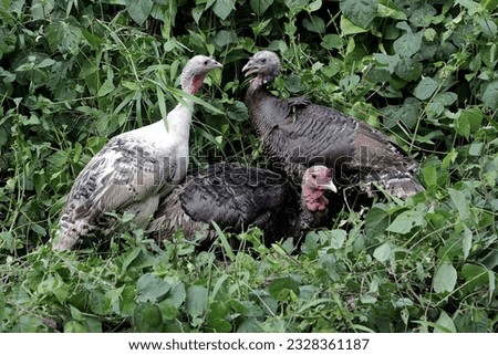 Two female turkeys and a male turkey are looking for food on the bush. This animal is commonly cultivated by humans with the scientific name Meleagris gallopavo.