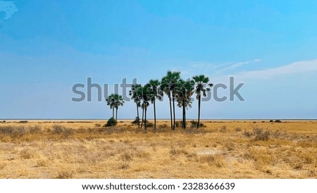 Palm trees in the vast desert