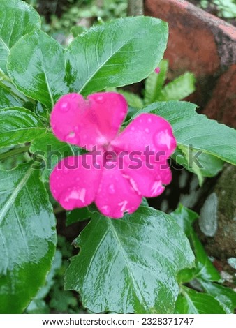 pink flowers with bright green leaves are stunning