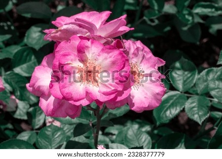 Flower of the dog-rose close up. (rosa canina)