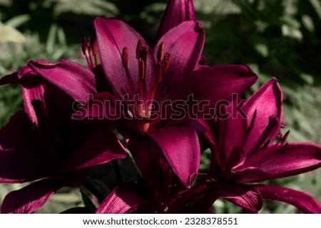 Blooming tender burgundy lilies flowers grows in a flower bed. Closeup of Bouquet of large claret Lilies. 