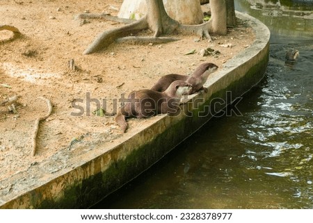 Small Otter standing in the wild and otter posing in the water,tourism icons.