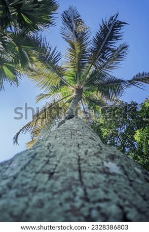 From below palm tree with green branches and coconuts against cloudless blue sky 