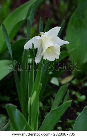 Green floral image with white flower as an accent, amazing trumplet daffodil closeup (garden decorative plant). Planting flowers in a flower bed. Nature of Ukraine, beautiful daffodil.